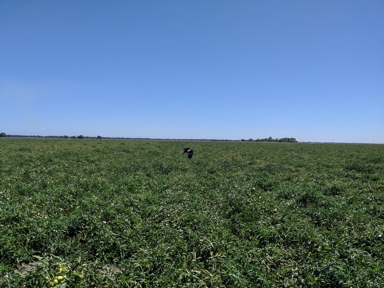 Recovery in a tomato field