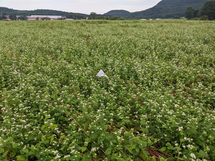 Sapporo radiosonde U4154055 landing